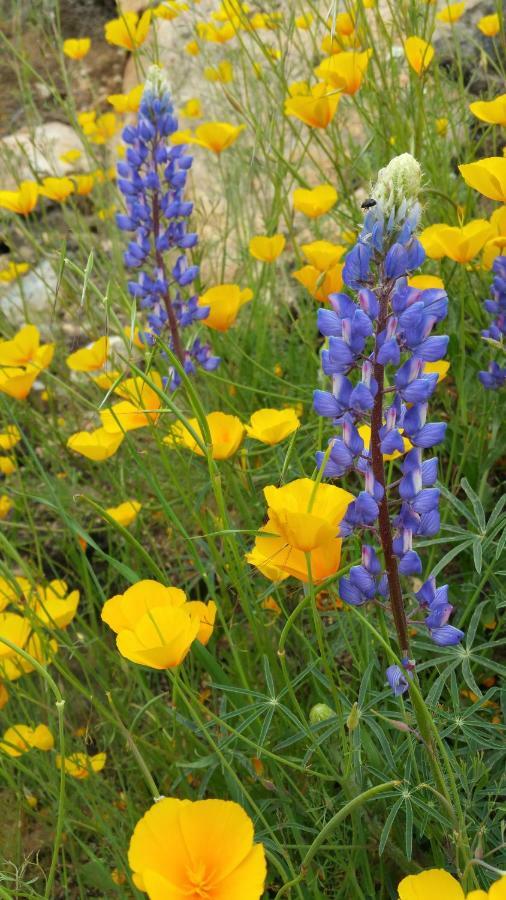Yosemite Foothill Retreat - Private Guest Suite #2 Coarsegold Ngoại thất bức ảnh